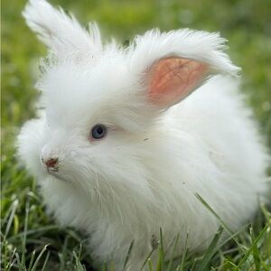 Meet your Posher, Rocky